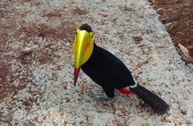 ATVS, Sloths and Monkeys, Beach Break Private Tour