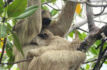 ATVS, Sloths and Monkeys, Beach Break Private Tour