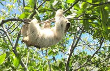 ATVS, Sloths and Monkeys, Beach Break Private Tour