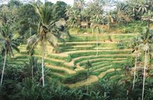 Private Ubud Day Tour: Monkey Forest, Rice Terrace & Holy Spring