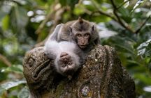 Private Ubud Day Tour: Monkey Forest, Rice Terrace & Holy Spring