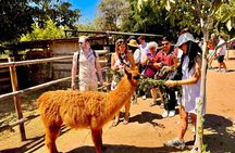 Organic Vineyard, Wine, Pisco, Cheese and Flame Farm Tour