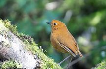 Mindo Cloud Forest Birdwatching & Photography - Private Day Tour