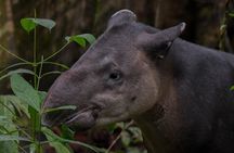 Uvita Siren Ranger Station Private Day Tour