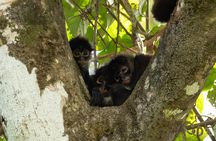 Uvita Siren Ranger Station Private Day Tour