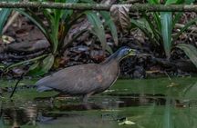 Uvita Siren Ranger Station Private Day Tour