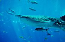 Mafia Island Whale Shark Day Trip from Zanzibar Return Flights