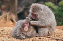 Kyoto: Arashiyama Unveiled Bamboo, Temple, Matcha, & Monkeys