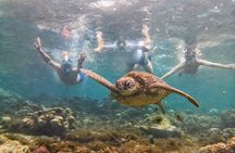 Apo Island and Dumaguete Countryside Tour