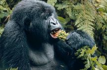 2 Days Rwanda Gorilla & Golden monkey trekking with Canoeing.