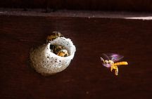 Pollinator Eco Tour in La Fortuna Bees 