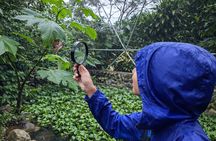 Pollinator Eco Tour in La Fortuna Bees 