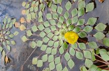 Pollinator Eco Tour in La Fortuna Bees 