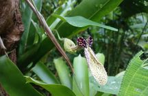 Pollinator Eco Tour in La Fortuna Bees 