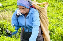 Ella sight seeing full-day tour&private srilanka tours