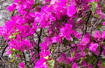 Nassau Historical Walking Tour