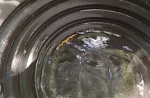 Golden Heart Tour gold panning, Arctic Animals Local Treasures