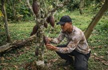 Chocolate Tour With Exfoliation in Beautiful River from Medellín!