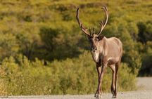 Denali Highway Full-Day Scenic Journey from Fairbanks