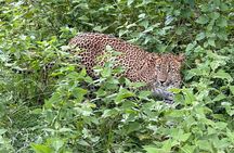 Half Day Safari Jeep Tours