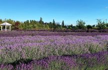 Shore Excursion: Lavender Fields, Valle Views with pickup dropoff