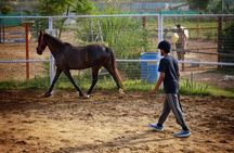 Discover Horse Whispering in the Jaipur Countryside