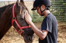 Discover Horse Whispering in the Jaipur Countryside