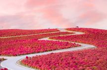 From Tokyo Adachi Night Wisteria & Ibaraki Pink Flowers Day Tour