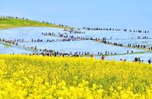 From Tokyo Adachi Night Wisteria & Ibaraki Pink Flowers Day Tour