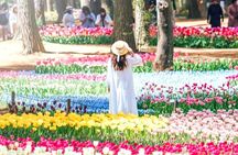 From Tokyo Adachi Night Wisteria & Ibaraki Pink Flowers Day Tour