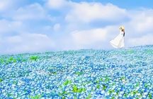 From Tokyo Adachi Night Wisteria & Ibaraki Pink Flowers Day Tour