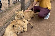 Private Harare Wildlife Tour: Lion Park, Bird park & Snake Park
