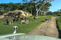 Private Harare Wildlife Tour: Lion Park, Bird park & Snake Park