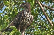 Wilderness Safari with Susa udawalawe