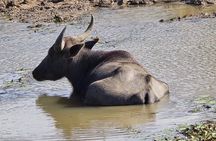 Wilderness Safari with Susa udawalawe