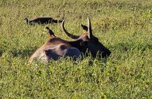 Wilderness Safari with Susa udawalawe