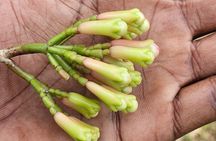 Zanzibar Private Spices farm and Stone town tour (Include Lunch)