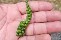 Zanzibar Private Spices farm and Stone town tour (Include Lunch)