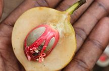 Zanzibar Private Spices farm and Stone town tour (Include Lunch)