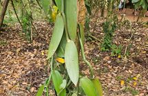 Zanzibar Private Spices farm and Stone town tour (Include Lunch)