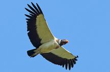 San Luis Ecological Farm Birding Tour.