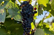 From Madrid to Ribera del Duero Vineyards and Towns Reconditos