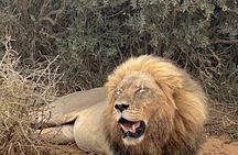 Big Five Safari at Schotia Private Game Reserve in Port Elizabeth