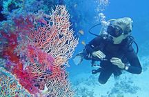 Ras Mohamed and White Island by Boat
