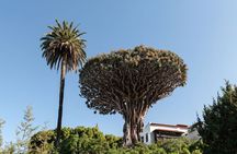 Tenerife Highlights Icod and Drago and Butterfly and Guachinche