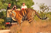 6-Day Golden Triangle Tour with Tiger Safari From Delhi