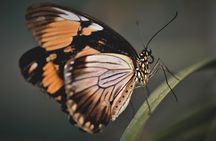 Tenerife Highlights Icod and Drago and Butterfly and Guachinche