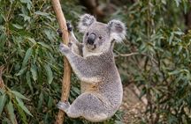 Luxury 6 Hours Private Brisbane Tour See the City Top Highlights