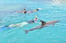 Luxury Private Speedboat Dolphin House Snorkeling Adventure