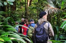 Port Douglas: Daintree and Cape Tribulation 2-Day Tour